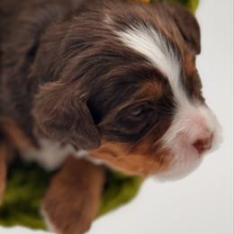 Comet - Brown and white female Bernedoodle puppy in Pueblo, Colorado from Doodles of the Rockies