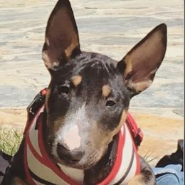 Kevin - Miniature Bull Terrier