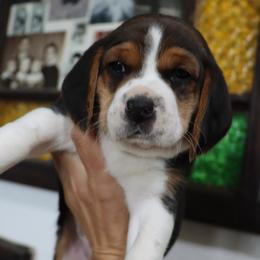 Buddy - Black tan and white male Beagle puppy in Susanville, California from Homegrown Beagles