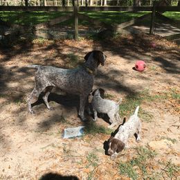 German Shorthaired Pointer Puppies from Wyndbourne German Shorthaired Pointers