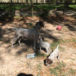 German Shorthaired Pointer Puppies from Wyndbourne German Shorthaired Pointers