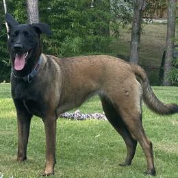 Belgian Malinois and xDutch Shepherd All Grown Up from Alliance K9