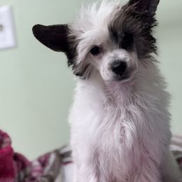 Hero - Black white and tan male Chinese Crested puppy in New Haven, West Virginia from EverCrest