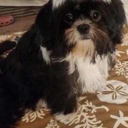 Boy 4 - Black and white male Shih Tzu puppy in Augusta, Maine from Zulas Shih Tzu of Maine