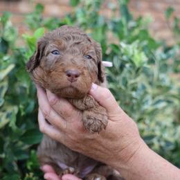 Hermione - female Golden Mountain Doodle puppy in Murray, Utah from Good Looking Dogs
