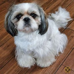 Gertie - Shih Tzu