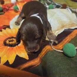 Winston - Chocolate and tan male Dachshund puppy in Grover, North Carolina from Windie's Dachshunds