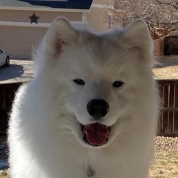 Chrome - Samoyed