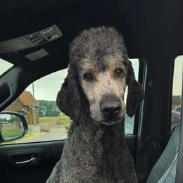 Bjorn - Poodle
