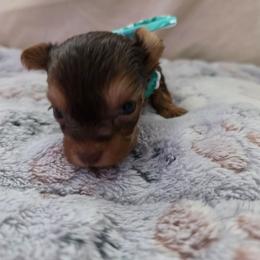 Girly 2 - Chocolate and tan female Yorkshire Terrier puppy in Bucyrus, Ohio from Dyer's Beauties