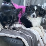 Sporty Mix Puppies from Ebonheart Kennel
