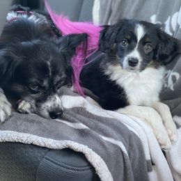 Sporty Mix Puppies from Ebonheart Kennel