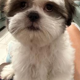 Gizmo - Tricolor male Shih Tzu puppy in Ocala, Florida from Mimi's Shih-tzus of Ocala