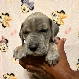 Pink collar - Blue brindle female Great Dane puppy in Anderson, South Carolina from QCM DANES