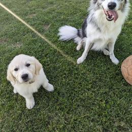 Golden Retriever Puppies from Wise-Taylor Goldens