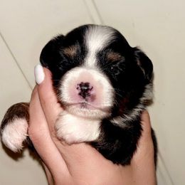 Jasper - Black tri male Toy Australian Shepherd puppy in Princeton, Louisiana from Legacy Hill Aussies