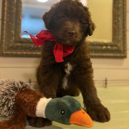 HERSHEY - Brown and white male Aussiedoodle puppy in Sheridan, Arkansas from Runnin’ Wild Ranch Aussies