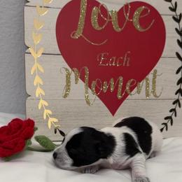 Bella-Girl 1 - Parti female Miniature Schnauzer puppy in Sacramento, California from Valdez Mini Schnauzers