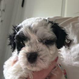 Maltipoo Puppies from Maltipoo Rehoming