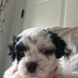 Maltipoo Puppies from Maltipoo Rehoming