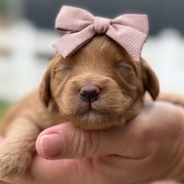 Lacey - red collar female - Red  female Goldendoodle puppy in Yuciapa, California from AlltheDoodlez_