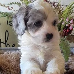 Bernedoodles, Cavapoos, Cockapoos, Goldendoodles, Havapoos, and Poodles from Farquharson's Poodles&Doodles