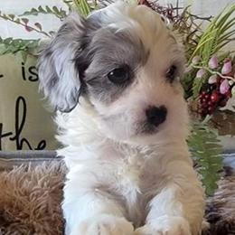 Bernedoodles, Cavapoos, Cockapoos, Goldendoodles, Havapoos, and Poodles from Farquharson's Poodles&Doodles