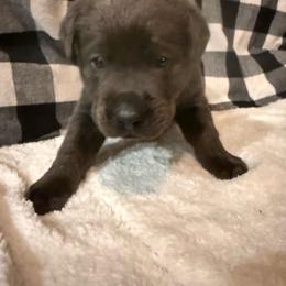 Baloo- Lime Green - Charcoal male Dilute Retriever puppy in Marion, Illinois from Summer Lovin’ Labradors of Southern Illinois
