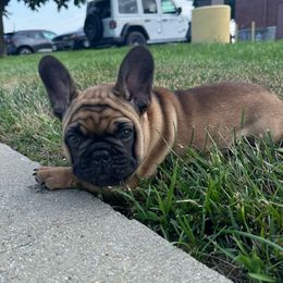 Elmer - Fawn male French Bulldog puppy in Belleville, Illinois from Poppy’s Frenchies