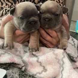 French Bulldogs from Dussé Frenchie