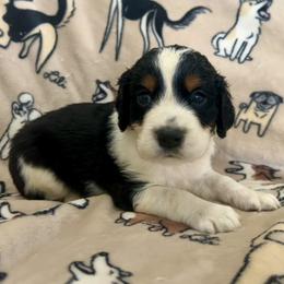 Henry - Black white and tan male English Springer Spaniel puppy in Las Vegas, Nevada from Legacy