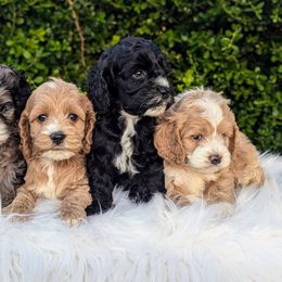 Cockapoo Puppies from Utah Cocker Spaniels