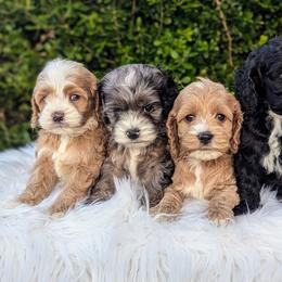 Cockapoo Puppies from Utah Cocker Spaniels
