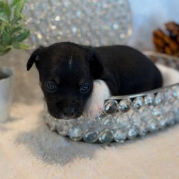 Salem - Black and tan male Chihuahua puppy in Seneca, Missouri from Stephanie’s Puppy Colony