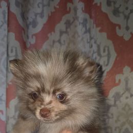 Chocolate merle - Chocolate merle male Pomeranian puppy in Meherrin, Virginia from Traveling Poms