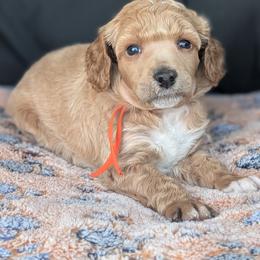 Orange Girl - Apricot female Poodle puppy in Hillsboro, Illinois from Sarah's Poodles