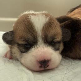 Anise - Red female Pembroke Welsh Corgi puppy in Griffin, Georgia from Rollnoaks & Cottontail AKC Pembroke Welsh Corgis