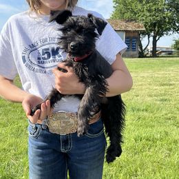 Miniature Schnauzer Puppies from Winona Schnauzers