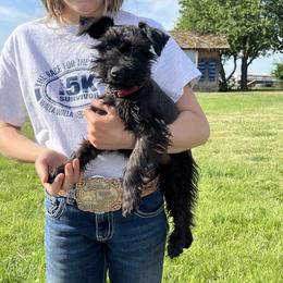 Miniature Schnauzer Puppies from Winona Schnauzers