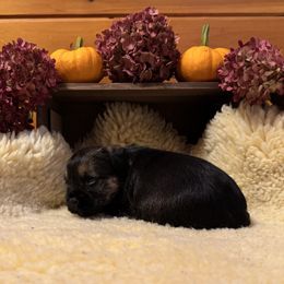 Boy 2 - Grizzle and tan male Border Terrier puppy in Hopkinton, Rhode Island from Small Wonders
