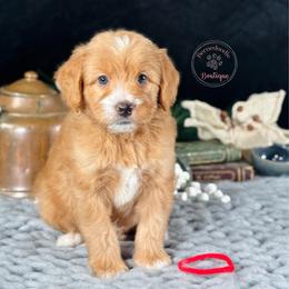 Red boy - Red male Bernedoodle puppy in Waukesha, Wisconsin from Bernedoodle Boutique (and Cavapoos)