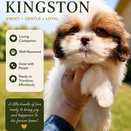 Kingston - Liver and white male Shih Tzu puppy in Chattanooga, Tennessee from Joy-Fur Puppies