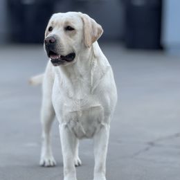 Missy - Labrador Retriever