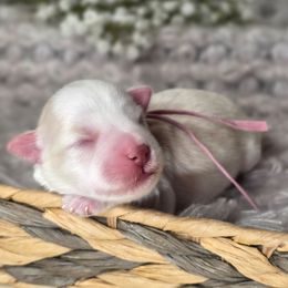 Pearl - Wheaten female Miniature Schnauzer puppy in Magalia, California from NorCal Schnauzers