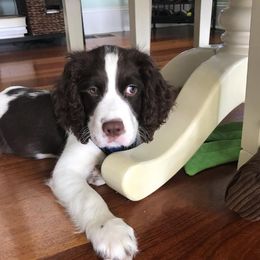 English Springer Spaniel Puppies from Hembree Creek Springers