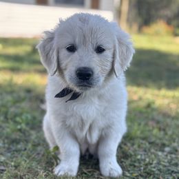 Mr Black - Light golden male Golden Retriever puppy in Myakka City, Florida from MC Goldens