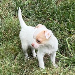 Pearl AKC - White female Chihuahua puppy in Seneca, Missouri from Stephanie’s Puppy Colony