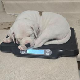 Charlie - White and brown male American Bulldog puppy in Abita Springs, Louisiana from Slumski's Bulldogs