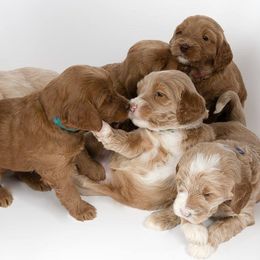 Australian Labradoodles from St. Louis Australian Labradoodles