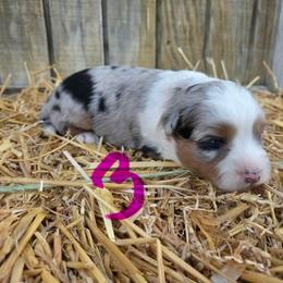 Blue Merle female (3) has full tail - Blue merle female Toy Australian Shepherd puppy in Hillsboro, Illinois from Shoal Creek Puppies